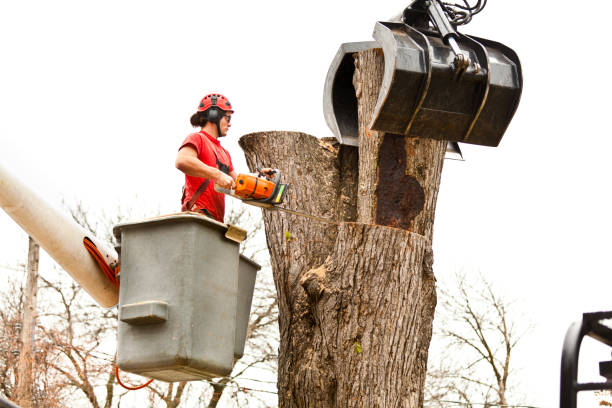 Leaf Removal in Belmont, MS